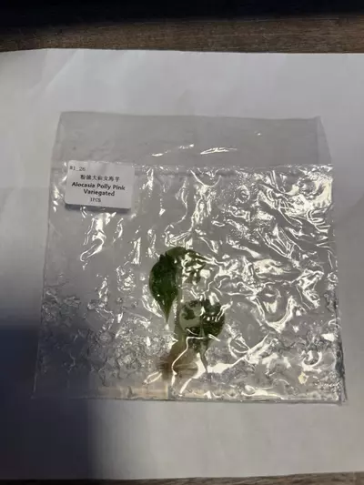 plant/Alocasia Polly pink -0-thumbnail