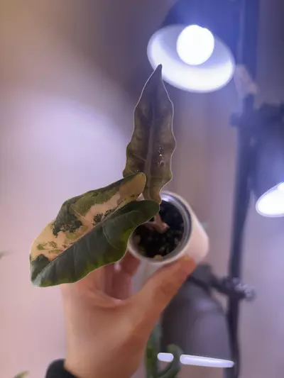 plant/✨Alocasia Pseudo Aurea✨-2-thumbnail