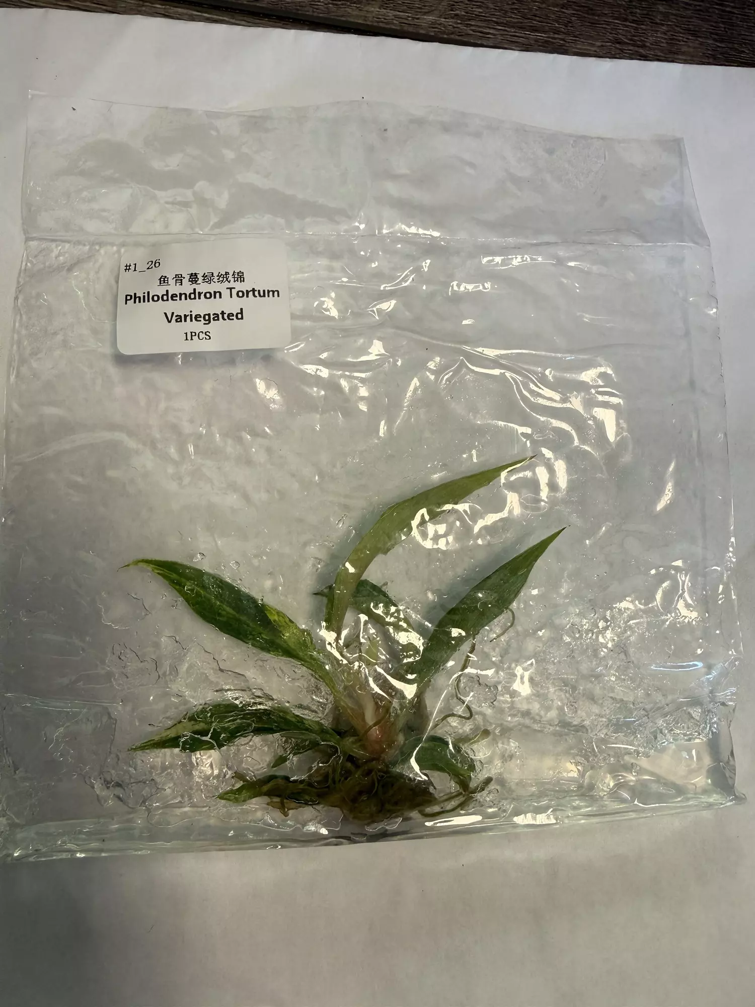 plant/Philodendron tortum variegated-0