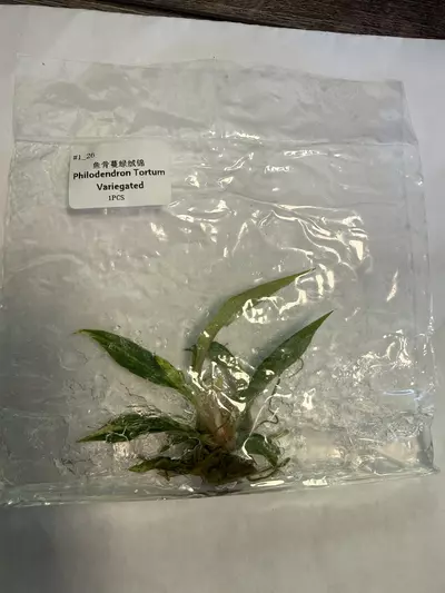 plant/Philodendron tortum variegated-0-thumbnail