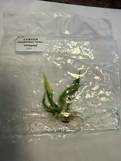 plant/Philodendron tortum variegated-0-thumbnail