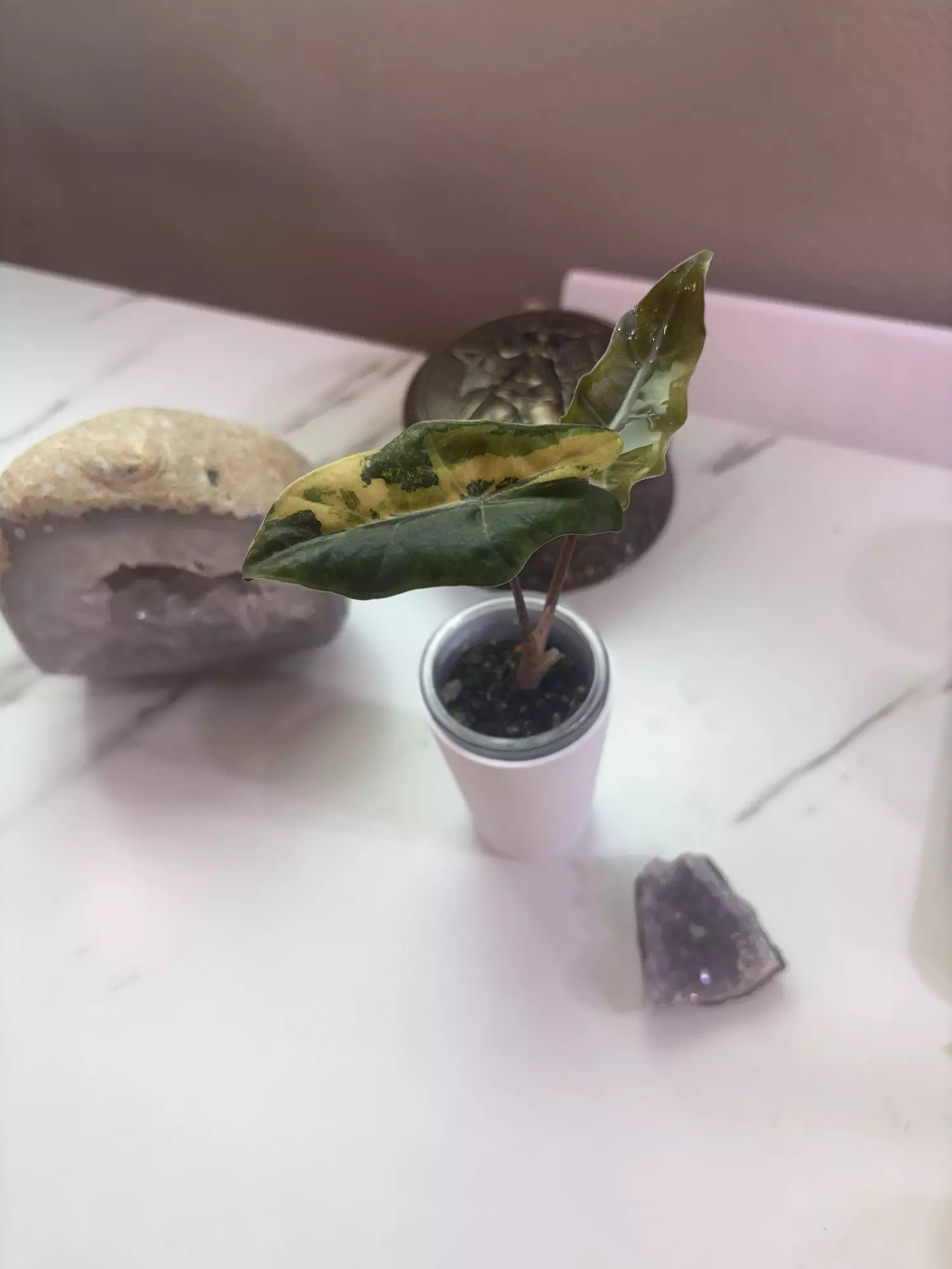 plant/✨Alocasia Pseudo Aurea✨-0