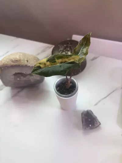 plant/✨Alocasia Pseudo Aurea✨-0-thumbnail