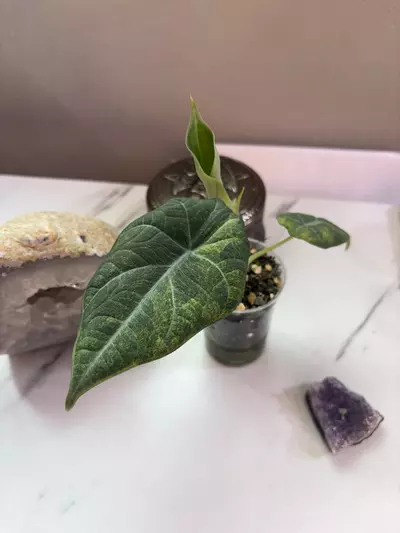 plant/✨Alocasia Maharani Aurea✨-0-thumbnail