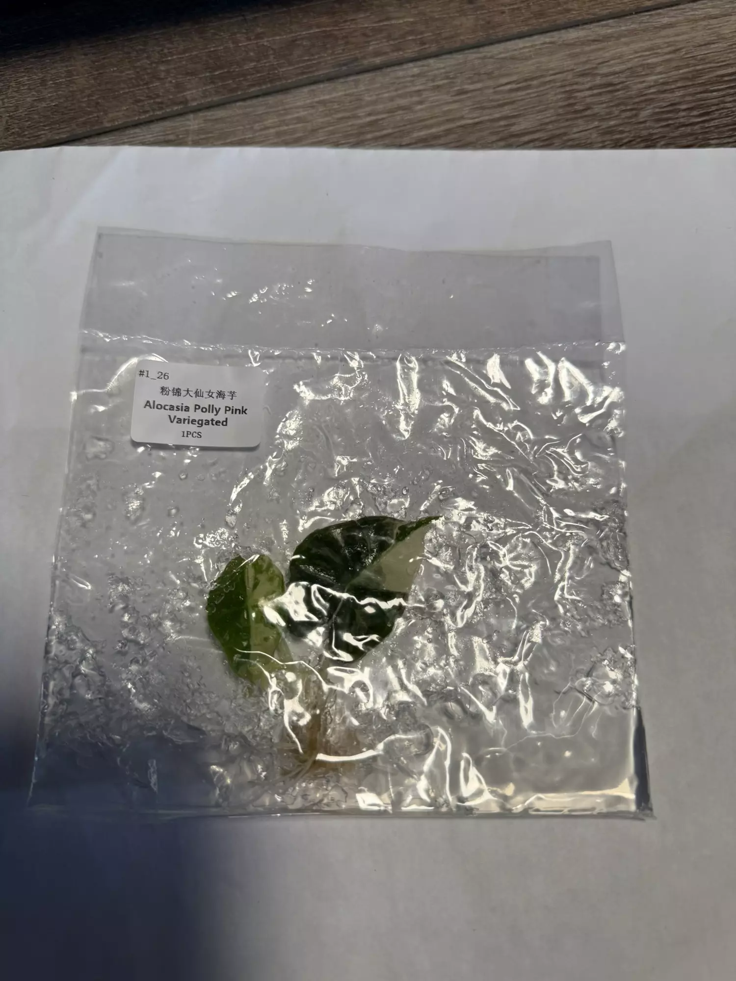 plant/Alocasia Polly pink -0