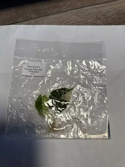 plant/Alocasia Polly pink -0-thumbnail