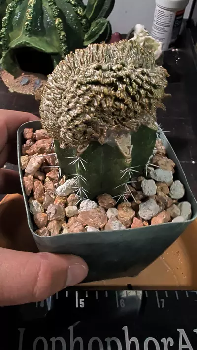 plant/Mamillaria Bertholdii crest 🔥 super rare -0-thumbnail