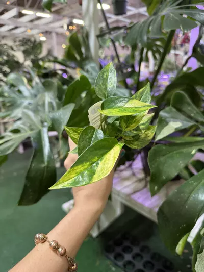 plant/Epipremnum yellow flame 2”-0-thumbnail