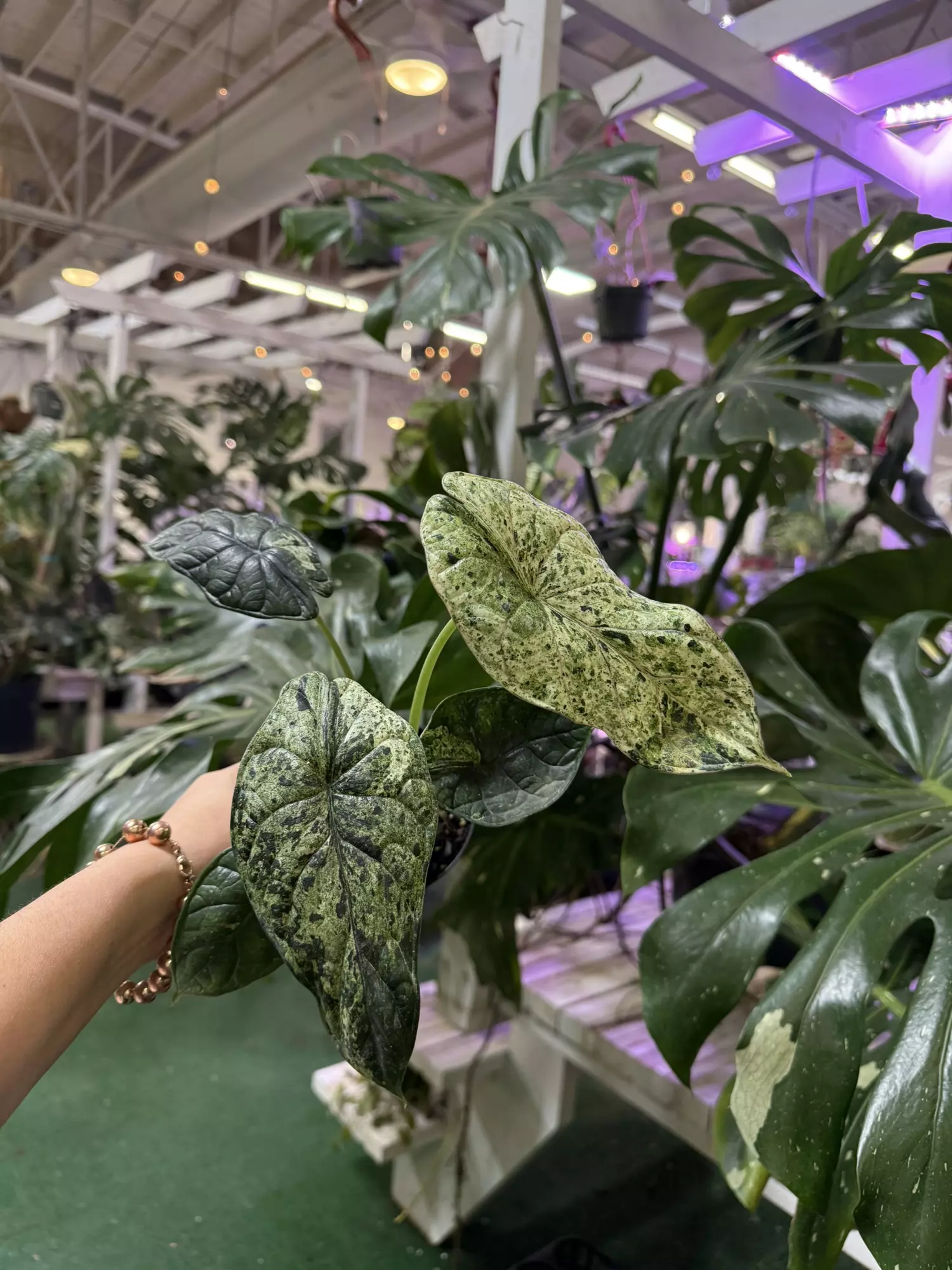 plant/Alocasia dragón scale mint 4”-0