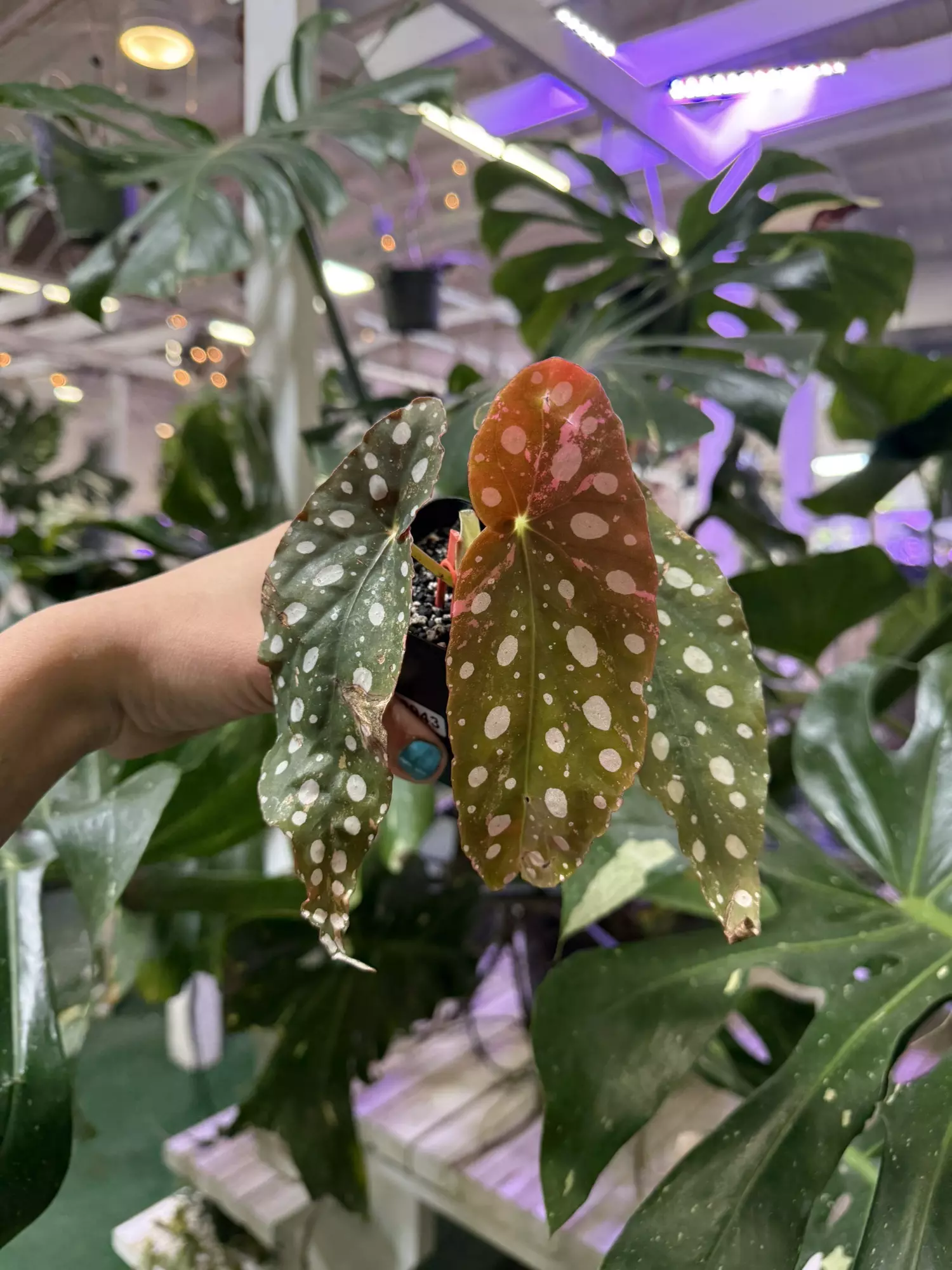 plant/Begonia maculatata variegated 3”-0