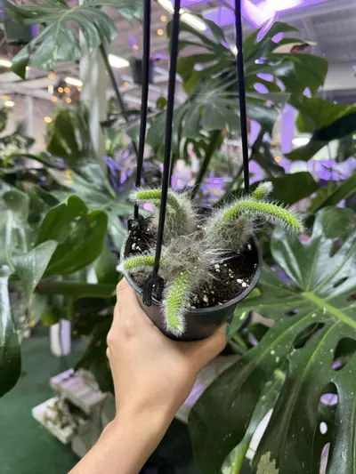 plant/Monkey tail 5”-0-thumbnail