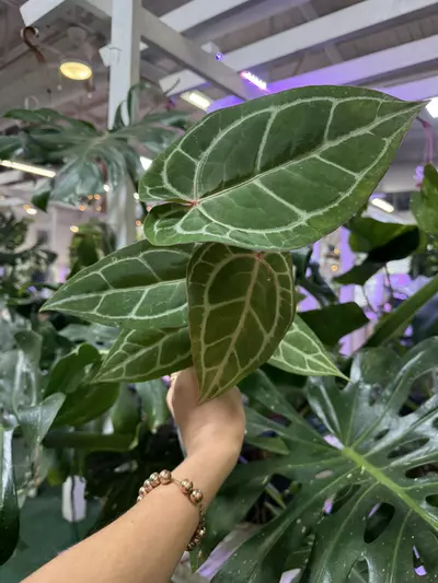 plant/Anthurium red tiger 4”-0-thumbnail