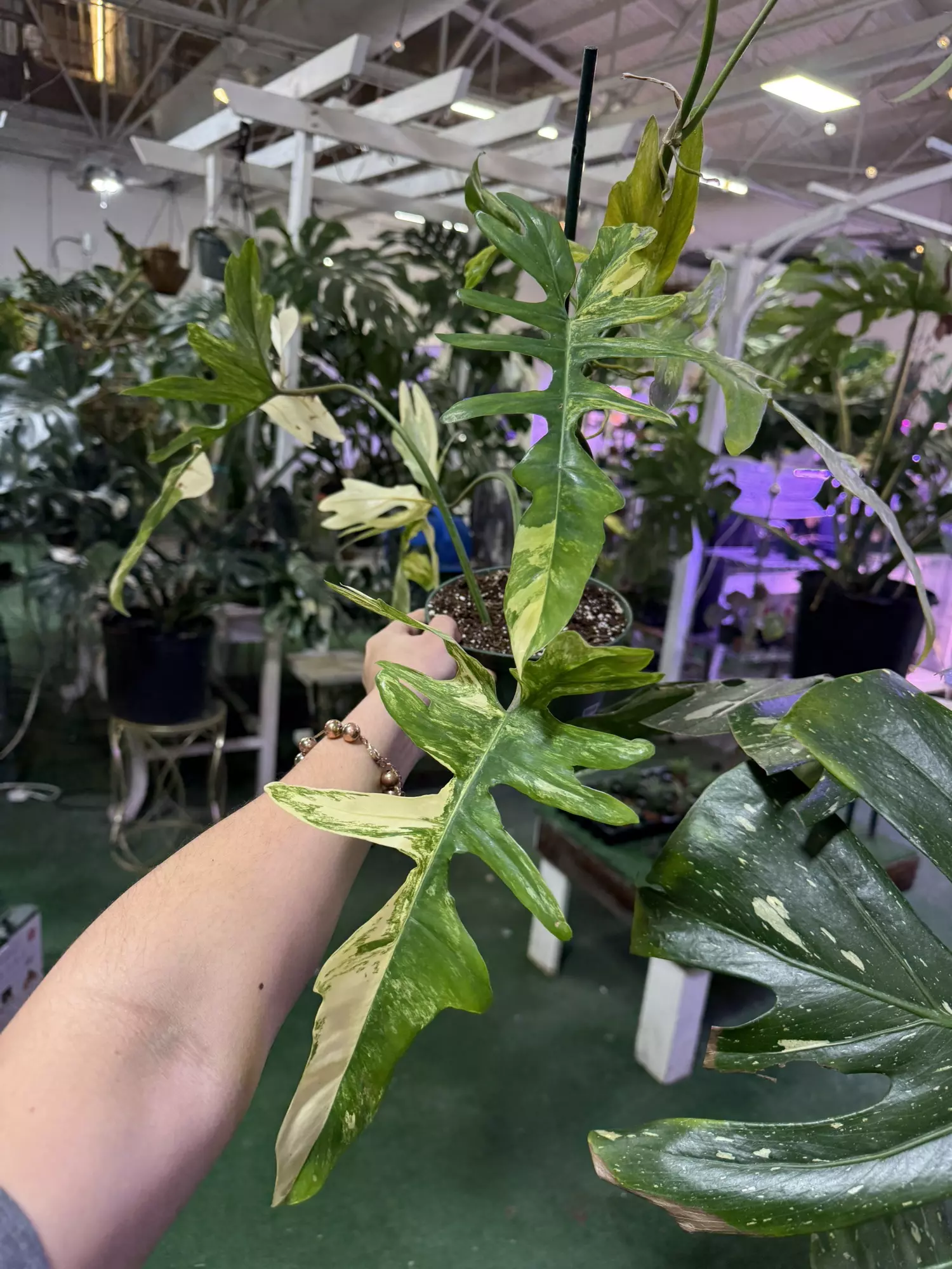 plant/Philodendron Florida beauty x mayoi 6”-0