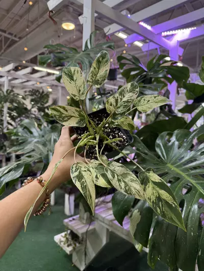 plant/Philodendron esmaralsense king 4”-0-thumbnail