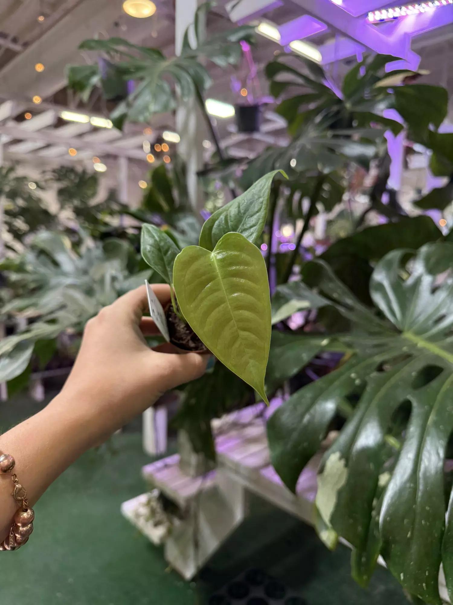 plant/Anthurium veitchi 2”-0