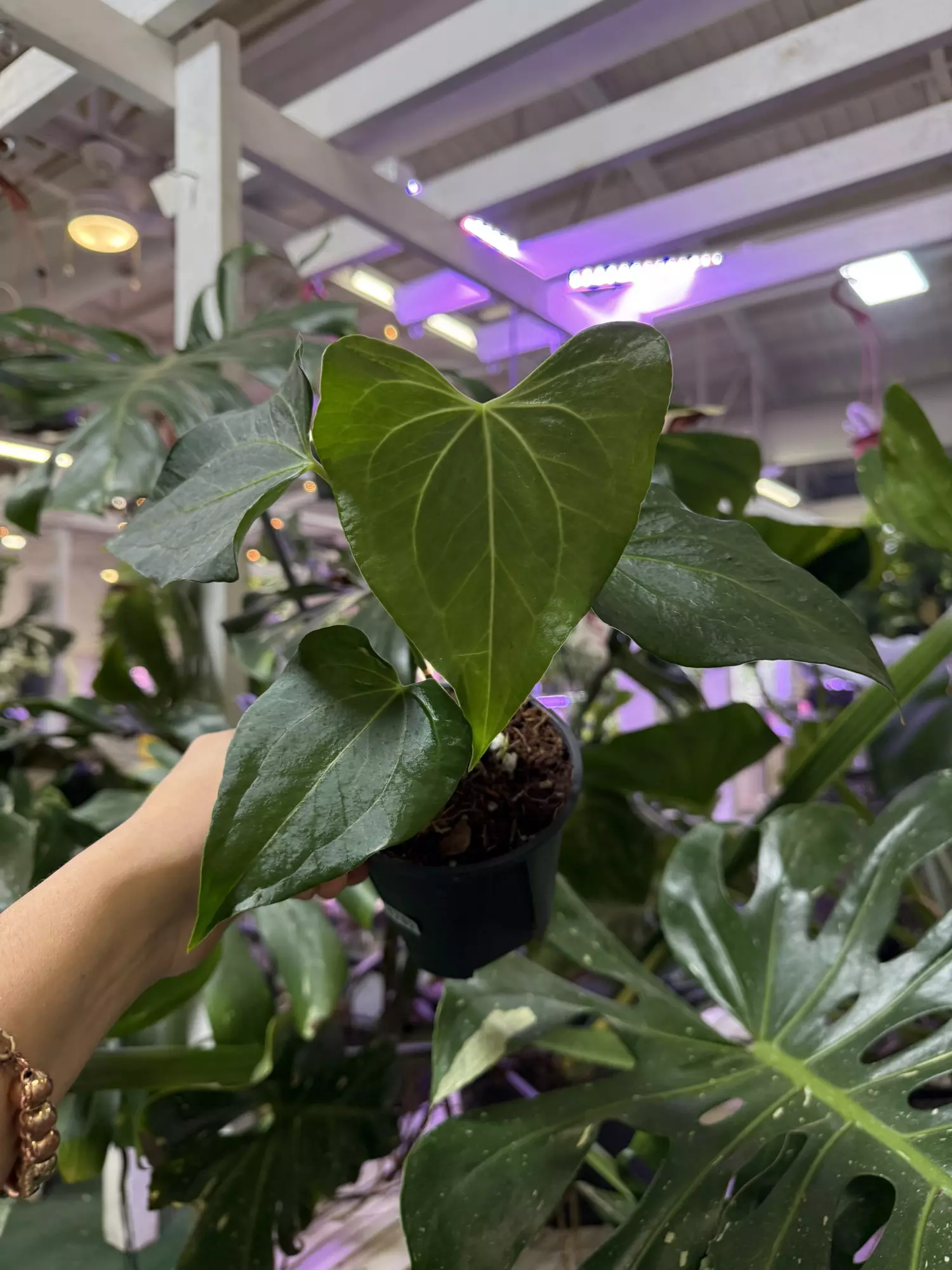 plant/Anthurium delta force 4”-0