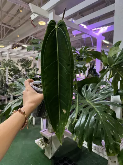 plant/Anthurium warecqueanum queen form 5”-0-thumbnail