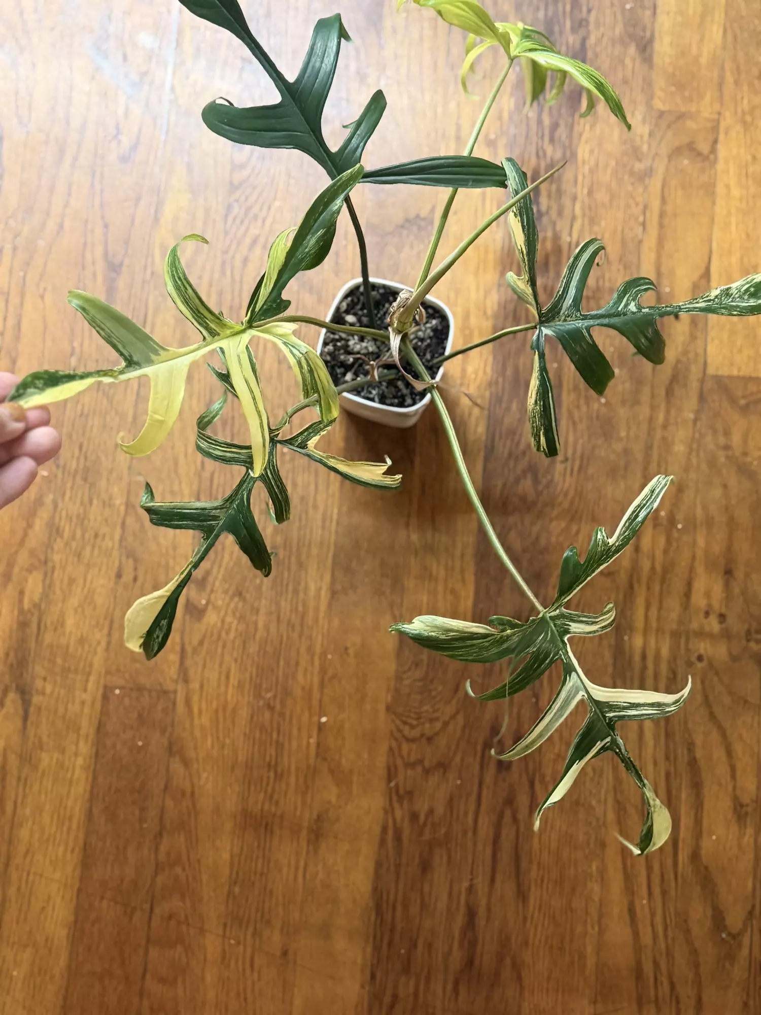 plant/Philodendron Florida Beauty x polypodeoides var CUTTING 1-leaf-0