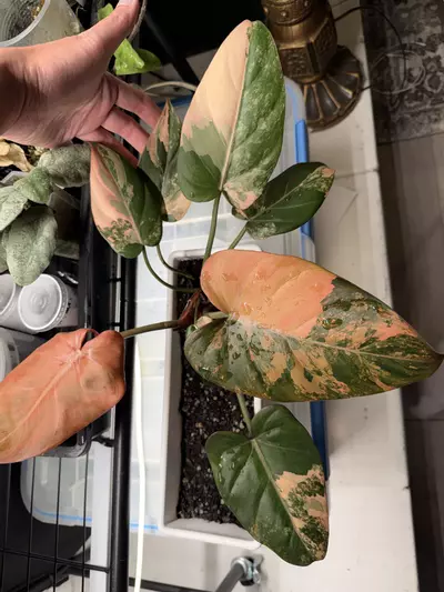 plant/Phil. Variegated summer glory-0-thumbnail