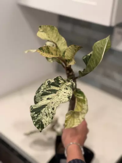 plant/Variegated Plumeria-1-thumbnail