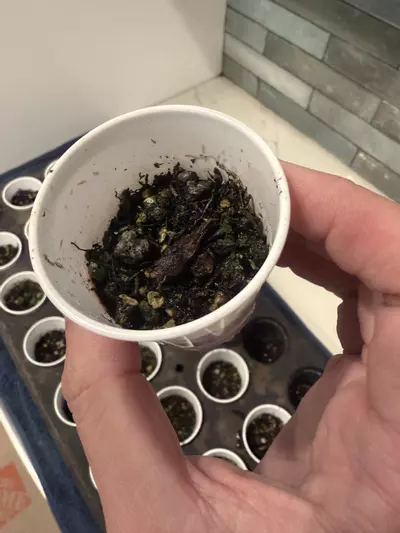 plant/Alocasia pink chantriri corm-0-thumbnail