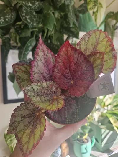 plant/Begonia Peace -0-thumbnail