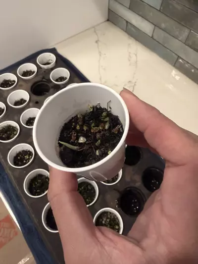 plant/Alocasia melo albo corm activated-0-thumbnail