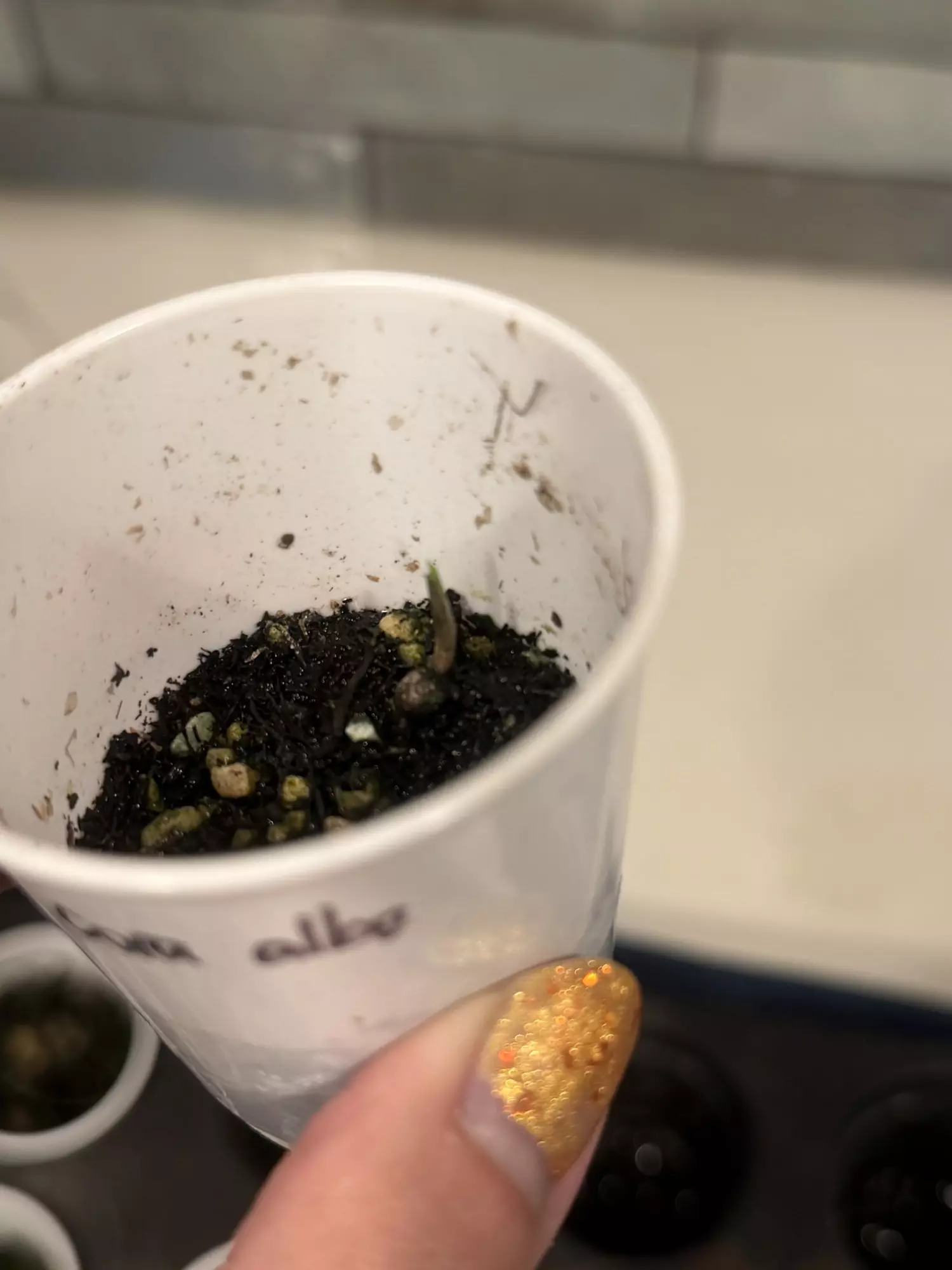 plant/Alocasia corazon albo activated corm-0