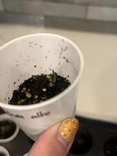 plant/Alocasia corazon albo activated corm-0-thumbnail