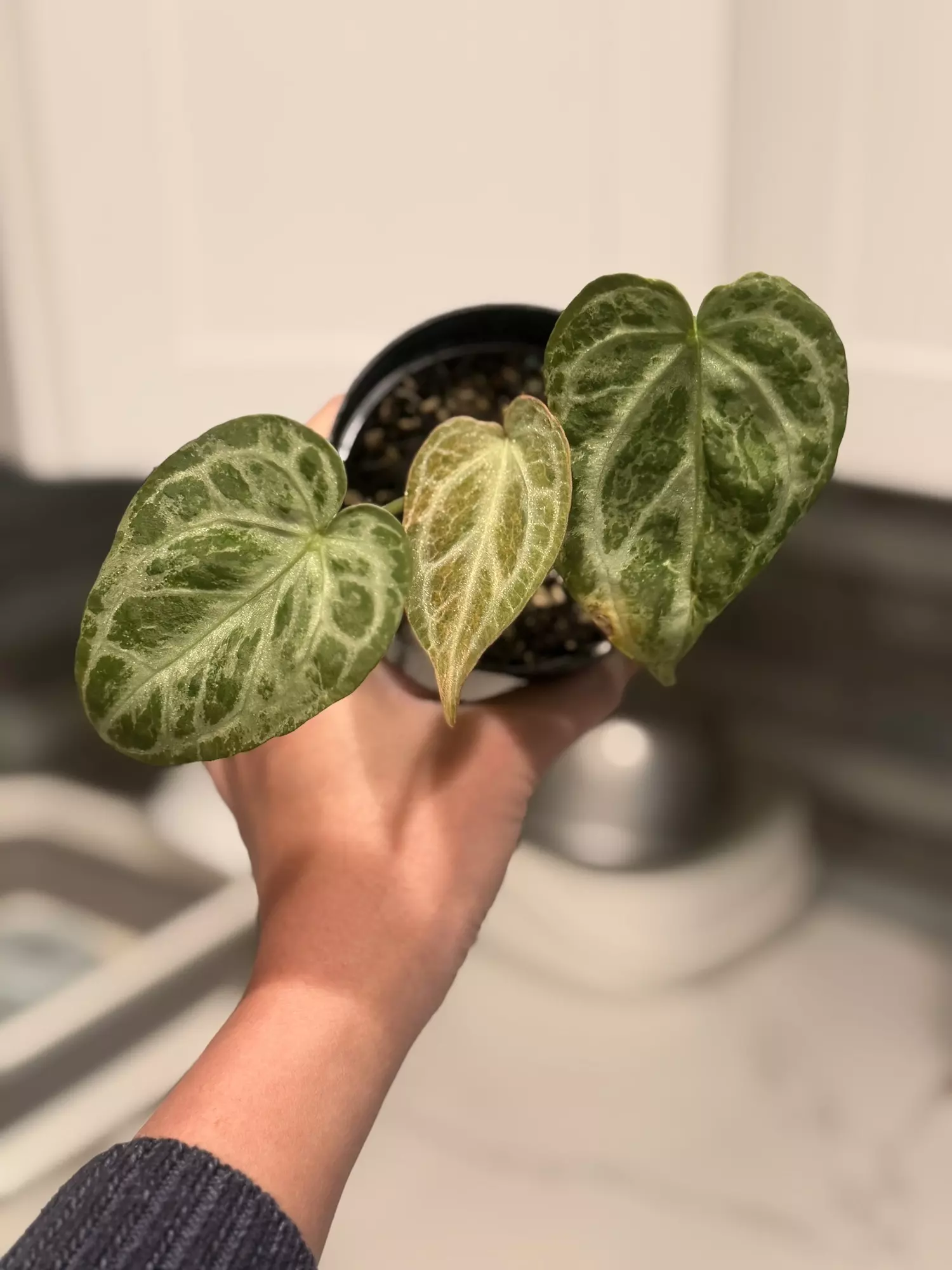 plant/Silver blush blister aurea-2