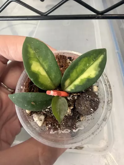 plant/Hoya momo -0-thumbnail