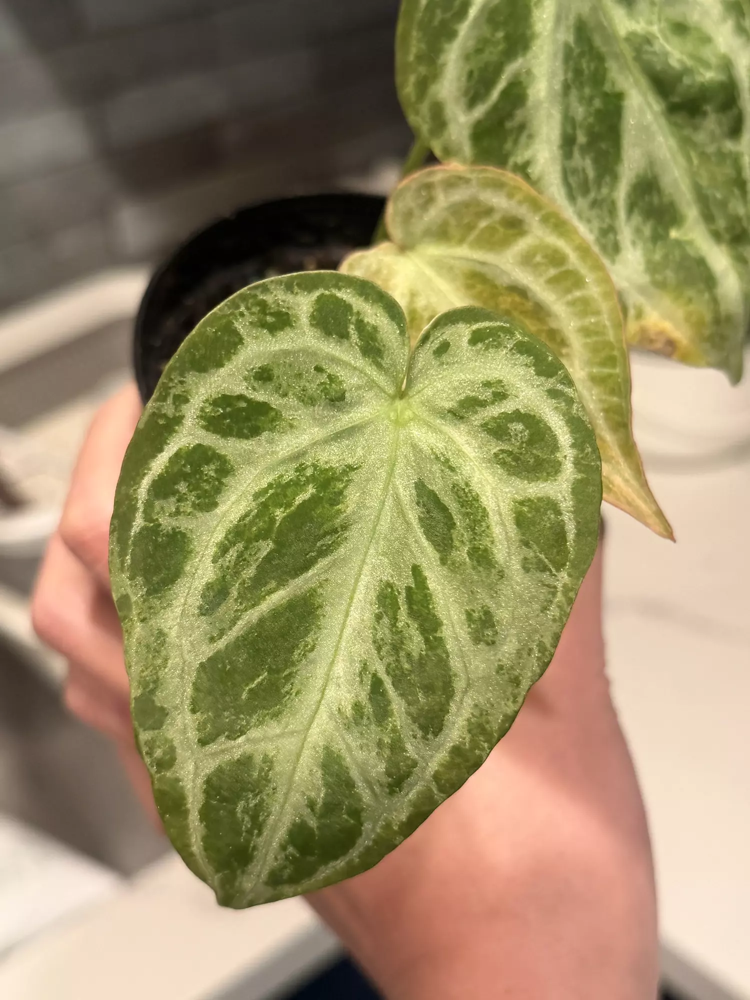 plant/Silver blush blister aurea-1