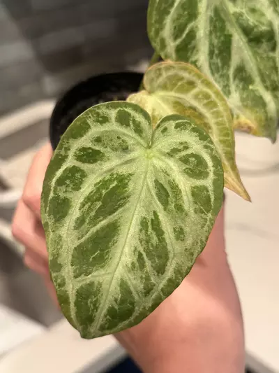 plant/Silver blush blister aurea-1-thumbnail