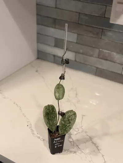 plant/Hoya loralei plant-0-thumbnail