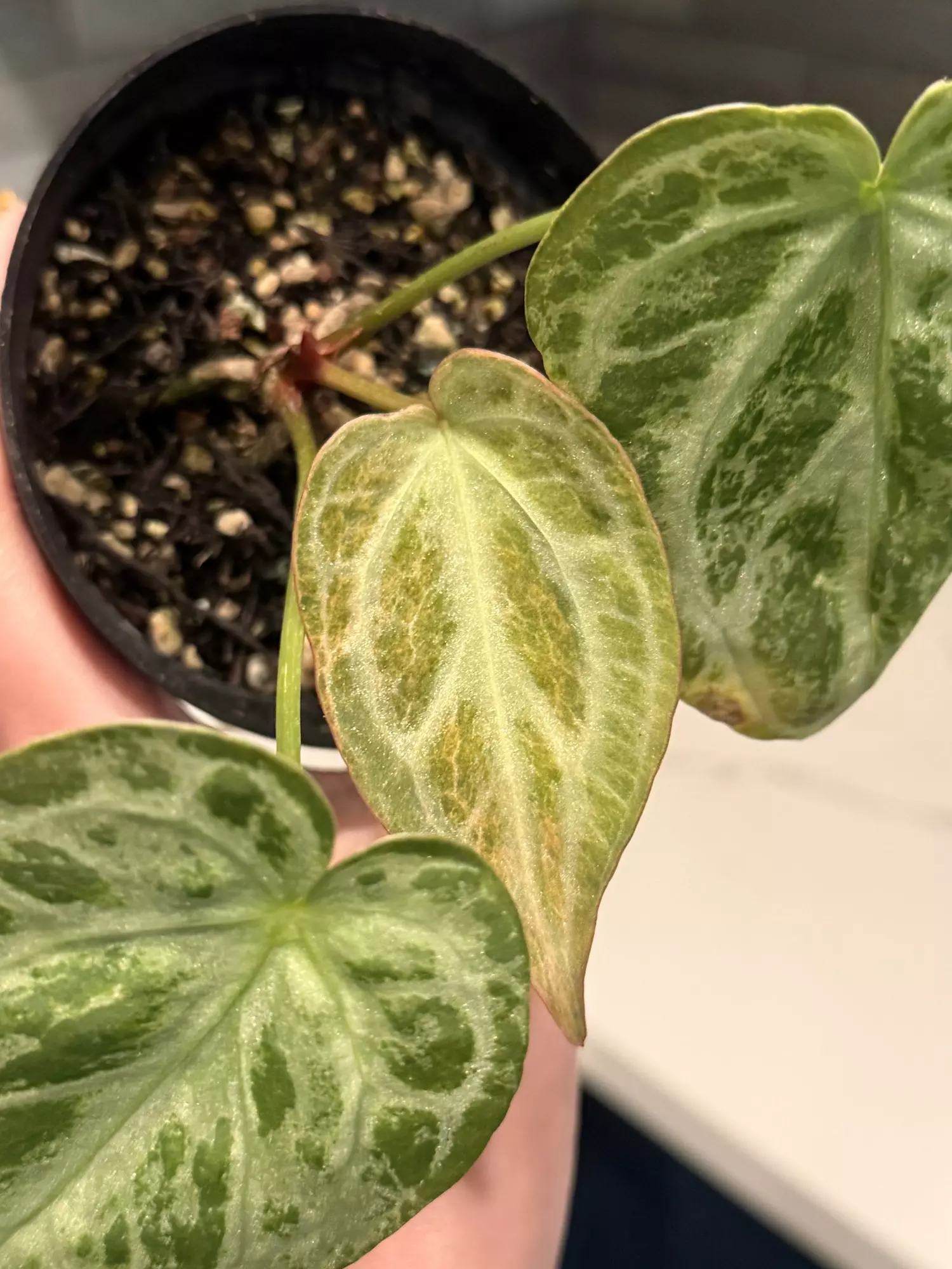 plant/Silver blush blister aurea-0