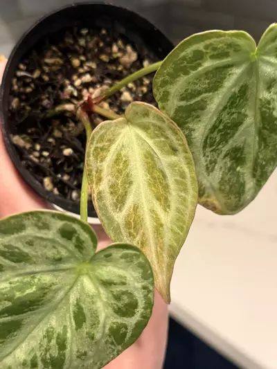 plant/Silver blush blister aurea-0-thumbnail