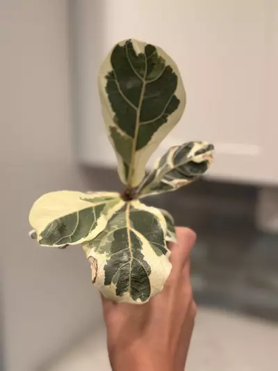 plant/Variegated Fiddle Leaf Fig-0-thumbnail