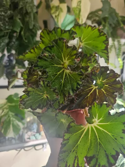 plant/Begonia Compana-0-thumbnail