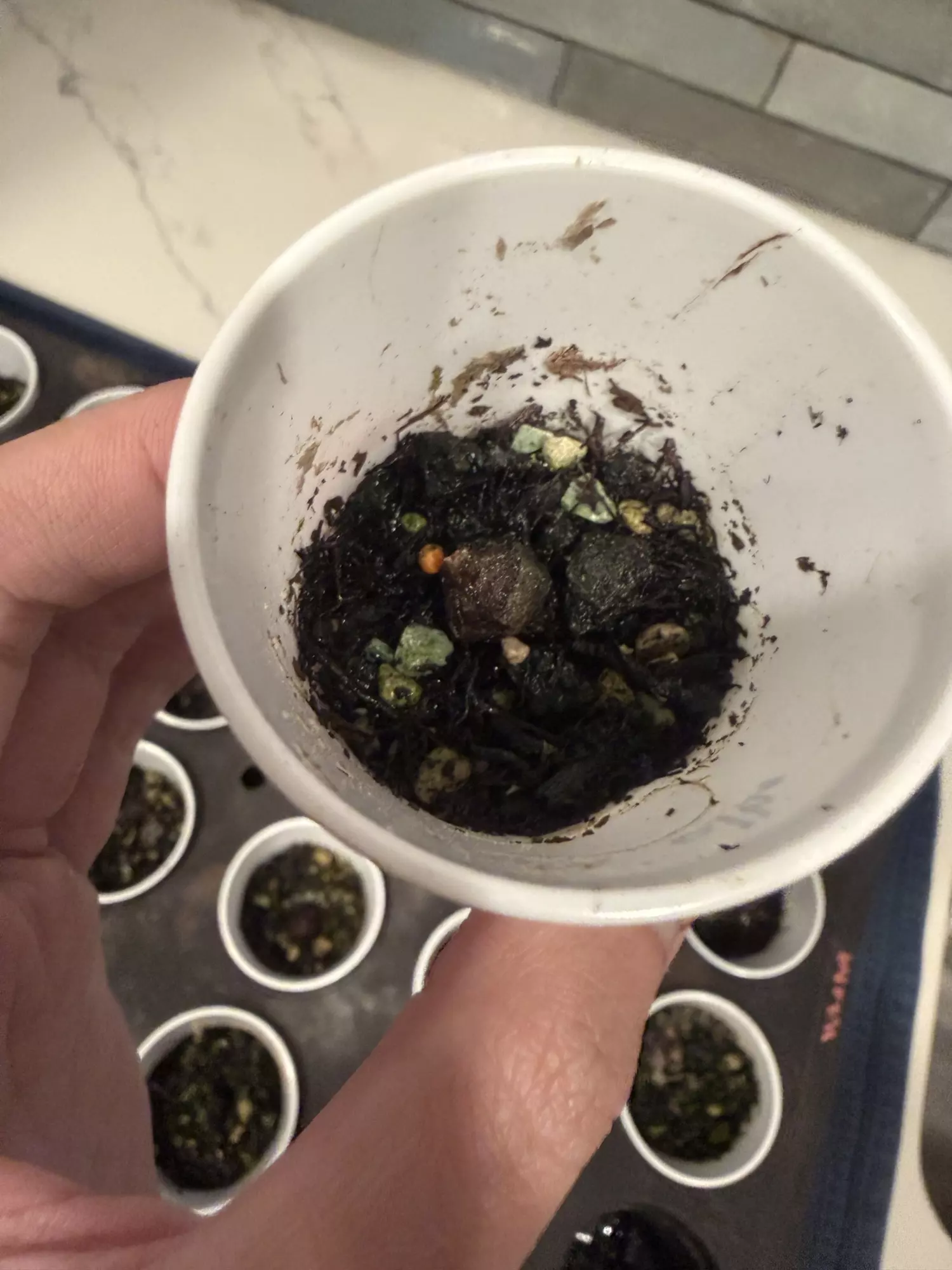 plant/Alocasia corazon albo corm-0