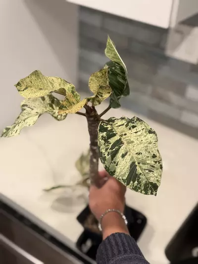 plant/Variegated Plumeria-0-thumbnail