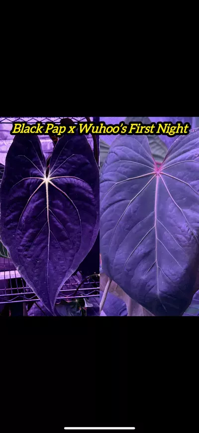 plant/GC black pap x Wuhoo’s first night-0-thumbnail