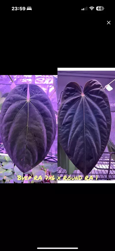 plant/GC Bvep 7x6 x round RA 1 2 germ seeds-0-thumbnail