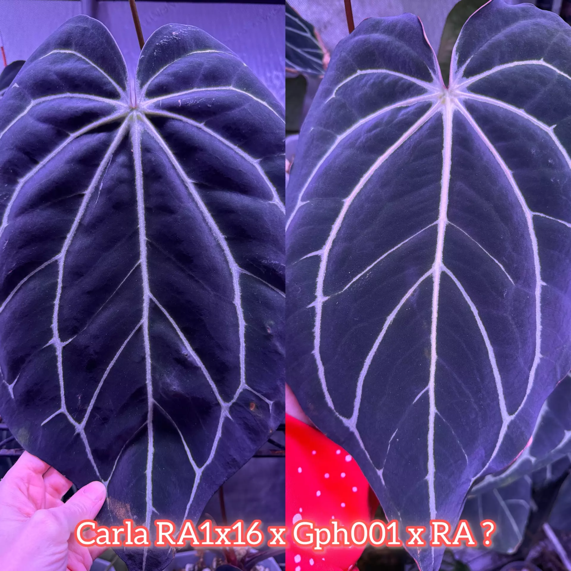 plant/GC Carla 1x16 x Carla gph001 x ra ?-1