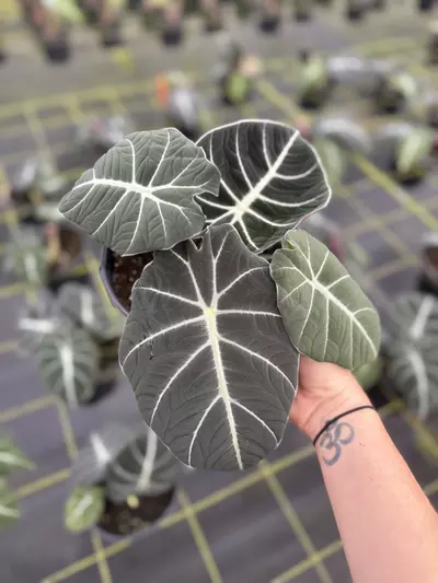 plant/Alocasia Black Velvet 6”-0-thumbnail