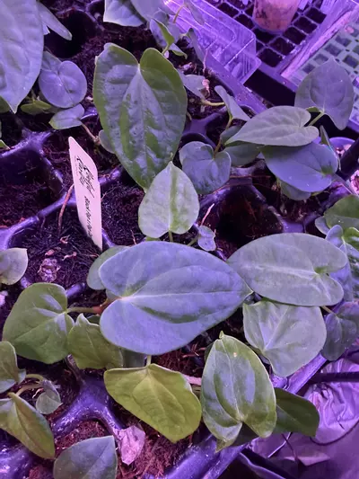 plant/GC black pap x Wuhoo’s first night-1-thumbnail