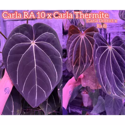 plant/GC Carla RA10 x Carla Thermite 2 sprouts-1-thumbnail