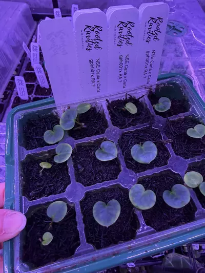 plant/GC Nse Carla x gph 001 x ra ?-0-thumbnail