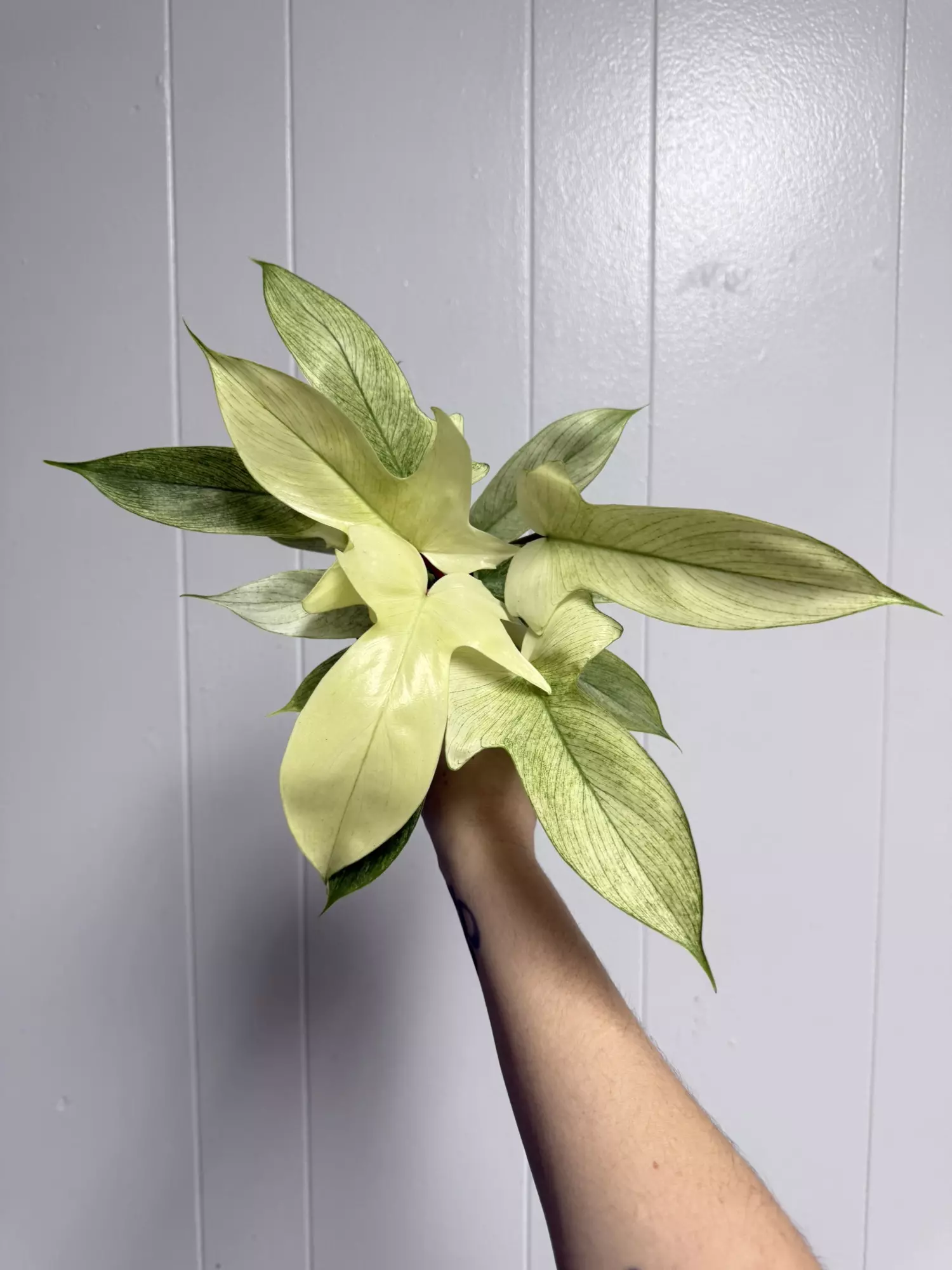 plant/Philodendron Florida Ghost Mint 4”-0