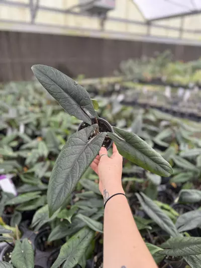 plant/Alocasia Scalprum 4”-0-thumbnail