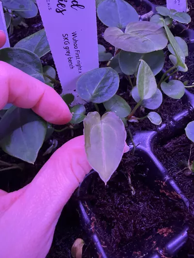 plant/Bulk (5) Wuhoo first night x Skg grey bench-0-thumbnail